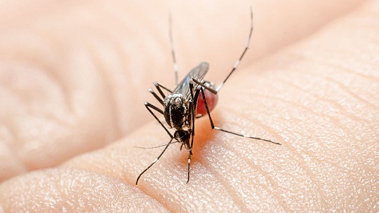 Obrázok Alergici, pozor na komáre! Na Slovensku sa extrémne rozmnožili