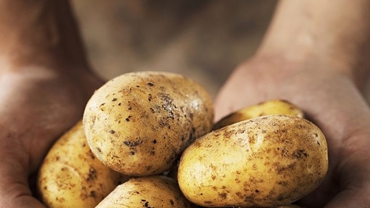 Obrázok Milované zemiaky. 15 tipov, ako ich skladovať, uvariť bez rozvarenia a naozaj chrumkavo upiecť