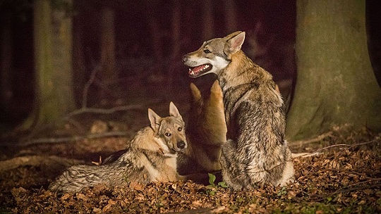 Obrázok Vlk nezožral Červenú čiapočku, nový projekt ochranárov má zmeniť pohľad detí na vlka