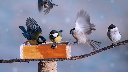 Obrázok Čím v zime kŕmiť vtáčikov?